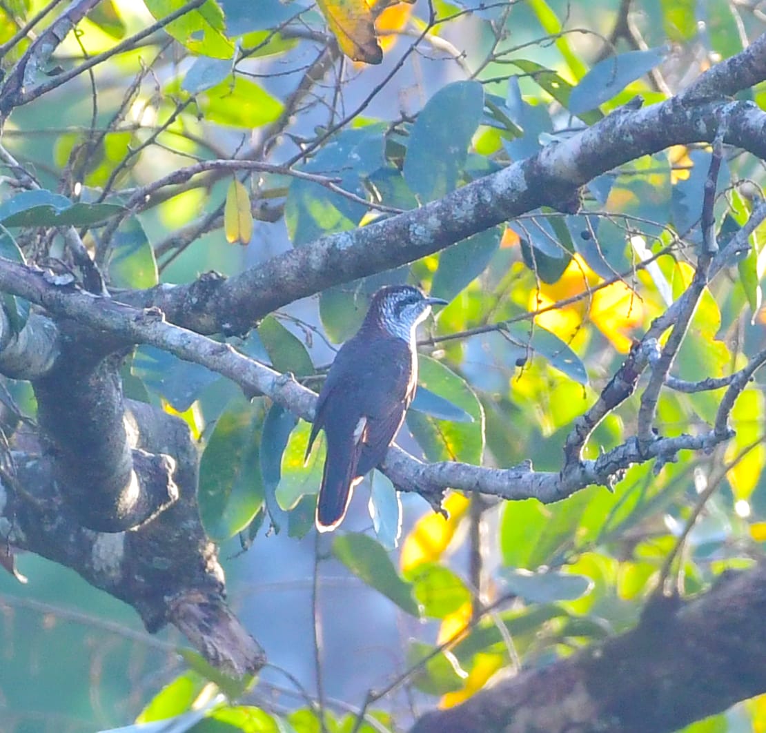 5th Edition of Coorg Wildlife Society Bird Survey - CoffeeLand News